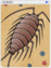 4027 - Kukre Card (Kukre Card)