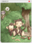 4285 - Choco Card (Choco Card)