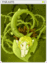 4309 - Parasite Card (Parasite Card)