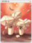 4339 - Mineral Card (Mineral Card)
