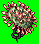 Drosera(1781)