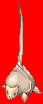 Stem Worm(1215)